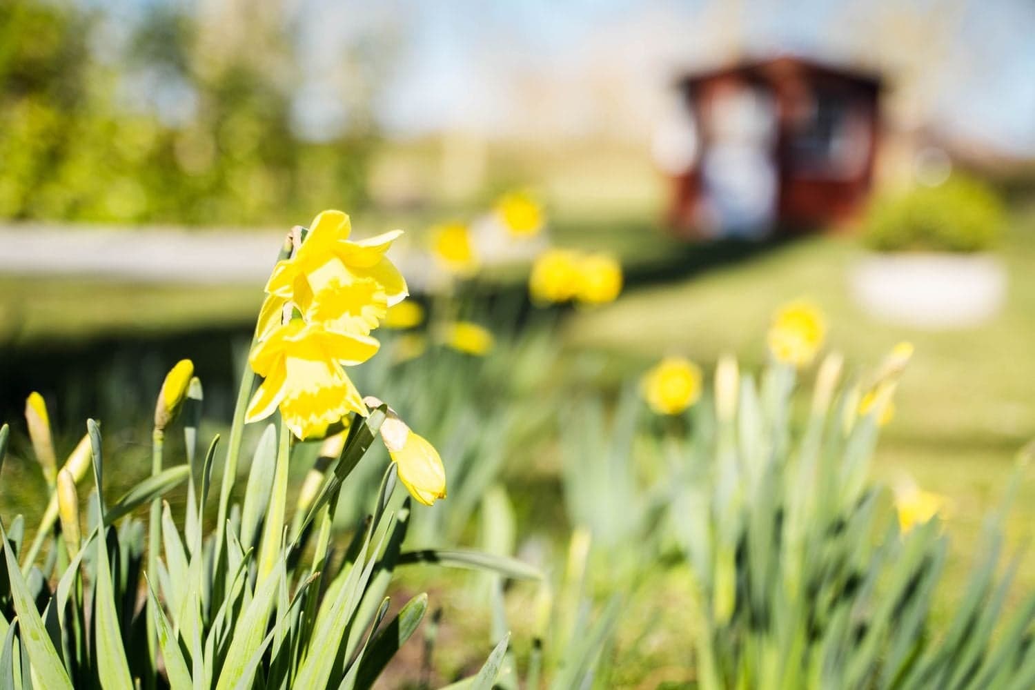 Gelbe Narzissen im Garten, im Hintergrund unscharf ein rotes Holzhäuschen