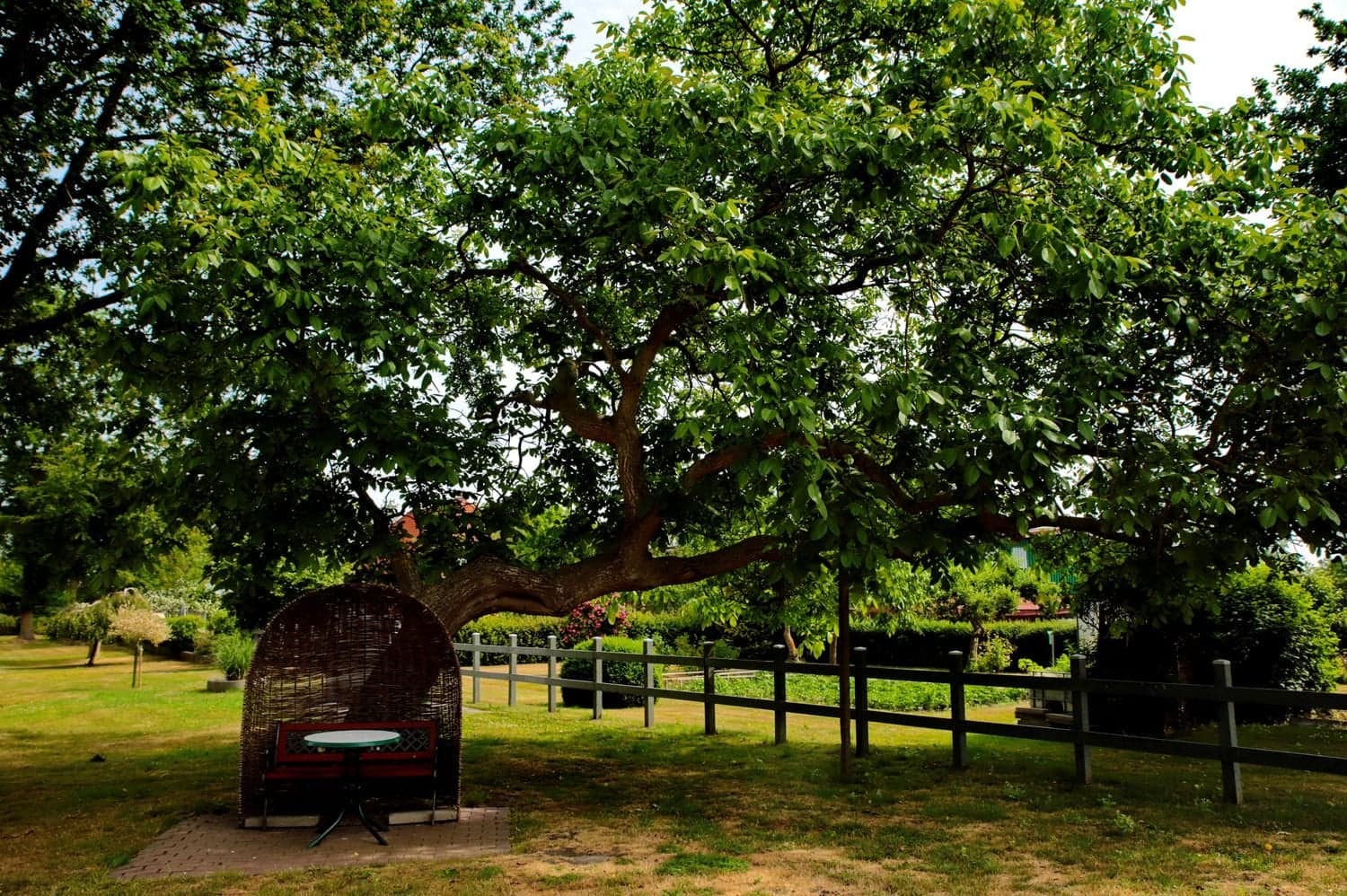 Großer Baum im Garten, darunter eine geflochtene Sitznische mit Bank und kleinem Tisch, rechts ein Weidezaun